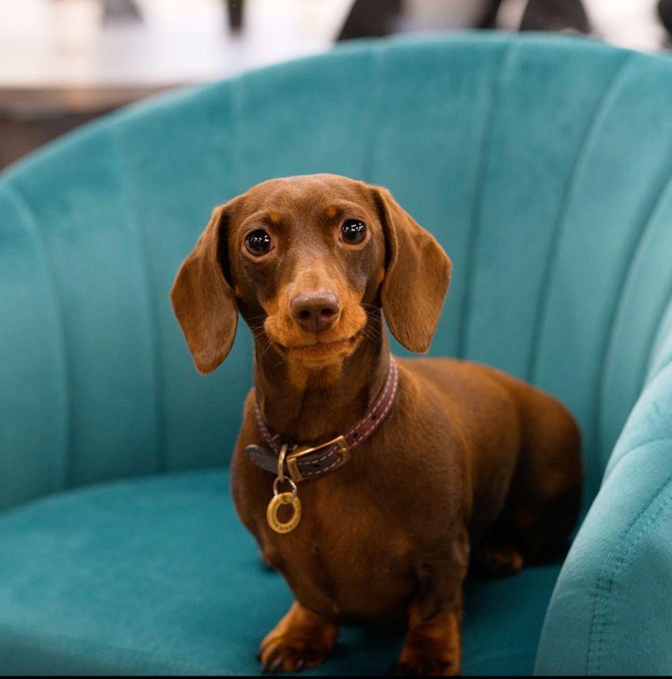 Olive the sausage dog